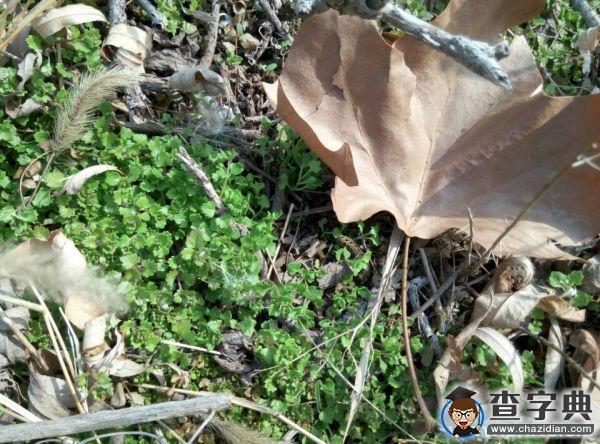 春朝三月 帶你看遍濱院“校花校草”11