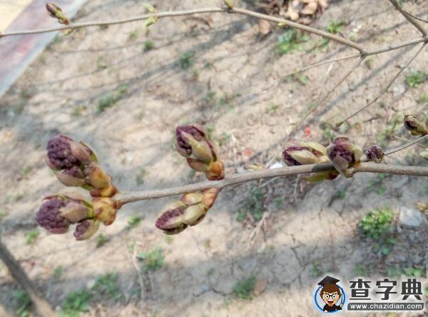 春朝三月 帶你看遍濱院“校花校草”23
