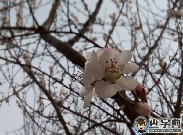 春朝三月 帶你看遍濱院“校花校草”3