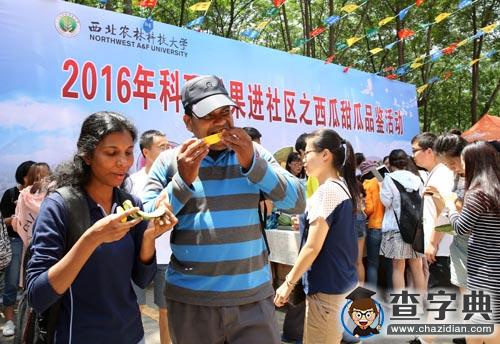 科研成果再共享 西農大3萬斤西甜瓜送學生3