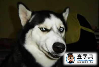 當中國歌曲遇上美國大學3