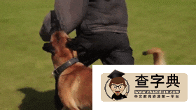 里約奧運會無法阻止俄羅斯 居然有國際軍隊比賽12