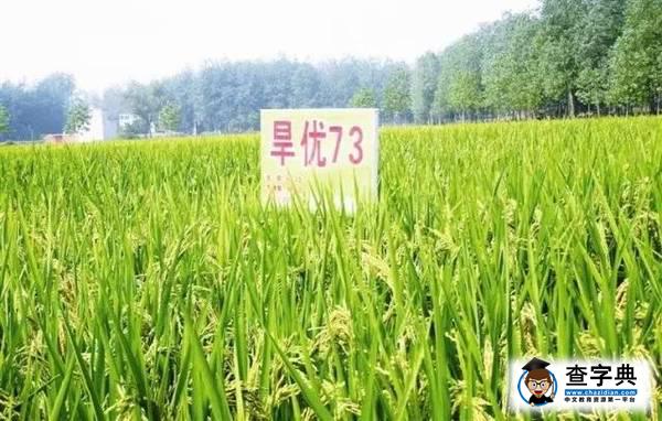 【校友風采】旱稻密碼2