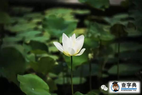 華南理工，從你的全世界路過8