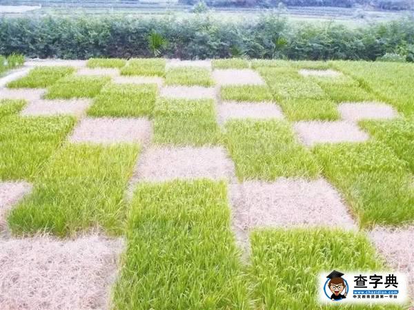 【校友風采】旱稻密碼7