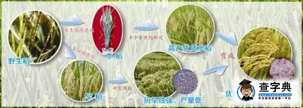 【校友風采】旱稻密碼5