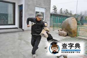 寧波訓犬行業商機初顯 訓練費價格不菲1