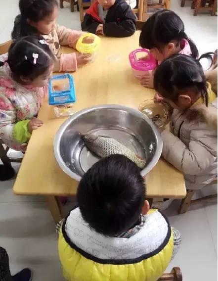 “帶錯魚孩子”成網紅 父親：鯉魚難吃就給他玩1