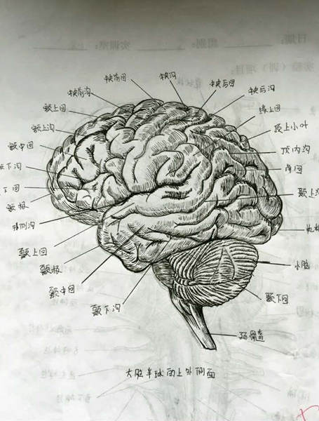 太逼真！女學生手繪人體解剖圖似印刷體(圖)1