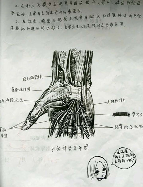 太逼真！女學生手繪人體解剖圖似印刷體(圖)2