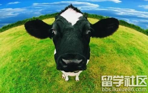 出國留學想帶寵物可以嗎?1