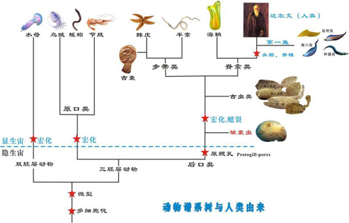 西北大學科研人員發現最早微型人類遠祖至親2