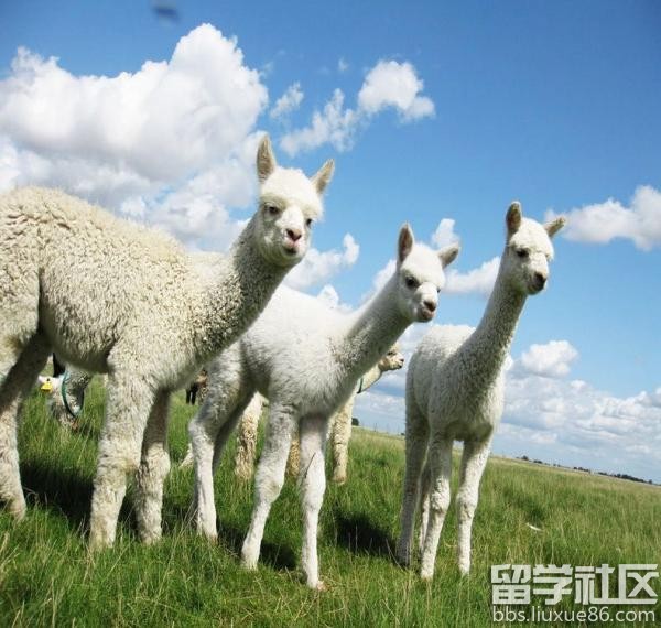 女老板承包俄羅斯十萬畝地1